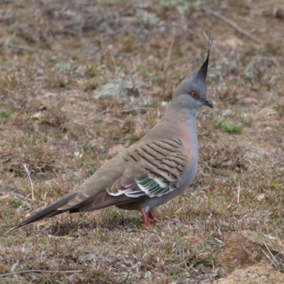 Ocyphaps lophotes (Crested Pigeon) at Mount Taylor - 8 Sep 2018 by MatthewFrawley
