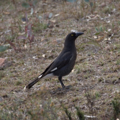 Strepera graculina (Pied Currawong) at Kambah, ACT - 8 Sep 2018 by MatthewFrawley