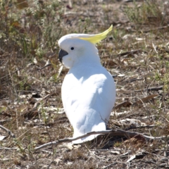 Cacatua galerita (Sulphur-crested Cockatoo) at Kambah, ACT - 8 Sep 2018 by MatthewFrawley