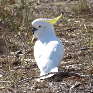 Cacatua galerita at Kambah, ACT - 8 Sep 2018