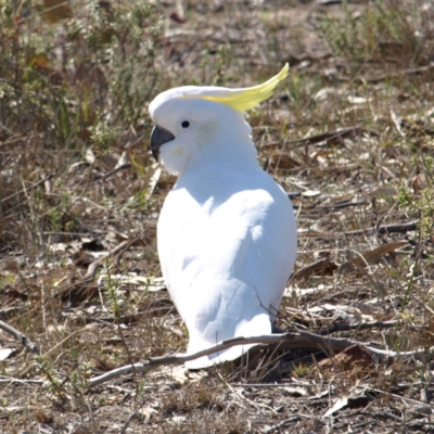 Cacatua galerita (Sulphur-crested Cockatoo) at Mount Taylor - 8 Sep 2018 by MatthewFrawley