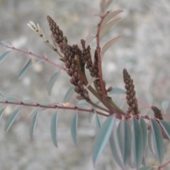 Indigofera australis subsp. australis (Australian Indigo) at Mount Taylor - 8 Sep 2018 by MatthewFrawley