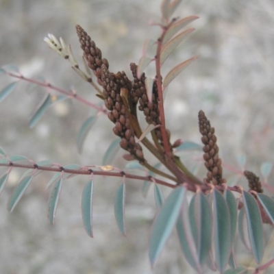 Indigofera australis subsp. australis (Australian Indigo) at Kambah, ACT - 8 Sep 2018 by MatthewFrawley