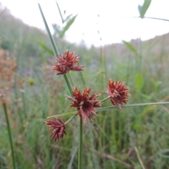 Cyperus lhotskyanus (A Sedge) at Tennent, ACT - 18 Feb 2015 by michaelb