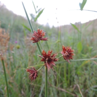 Cyperus lhotskyanus (A Sedge) at Gigerline Nature Reserve - 18 Feb 2015 by michaelb