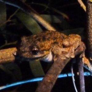 Litoria peronii at Paddys River, ACT - 7 Nov 2010 08:55 PM