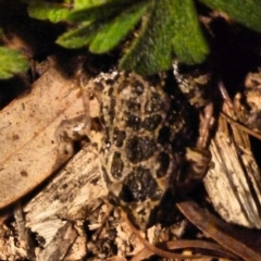 Limnodynastes tasmaniensis (Spotted Grass Frog) at Paddys River, ACT - 7 Nov 2010 by galah681