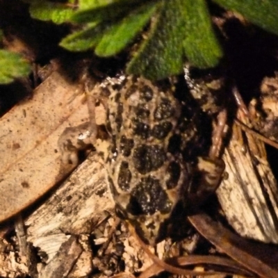 Limnodynastes tasmaniensis (Spotted Grass Frog) at Paddys River, ACT - 7 Nov 2010 by galah681