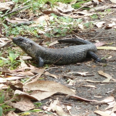 Egernia cunninghami (Cunningham's Skink) at Tidbinbilla Nature Reserve - 30 Nov 2012 by galah681