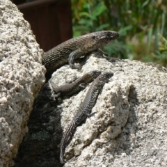 Egernia cunninghami at Paddys River, ACT - 1 Dec 2012 10:44 AM