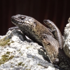 Egernia cunninghami at Paddys River, ACT - 1 Dec 2012 10:44 AM