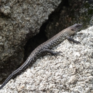 Egernia cunninghami at Paddys River, ACT - 1 Dec 2012 10:44 AM