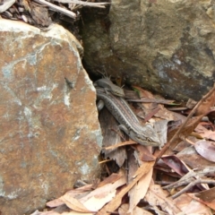 Liopholis whitii (White's Skink) at Tidbinbilla Nature Reserve - 5 Feb 2010 by galah681