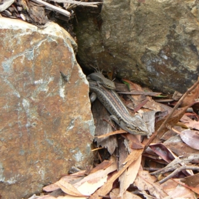 Liopholis whitii (White's Skink) at Paddys River, ACT - 5 Feb 2010 by galah681