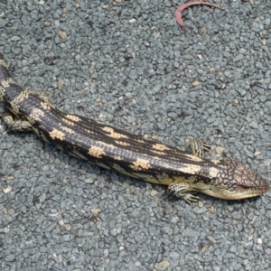 Tiliqua nigrolutea at Paddys River, ACT - 30 Oct 2011