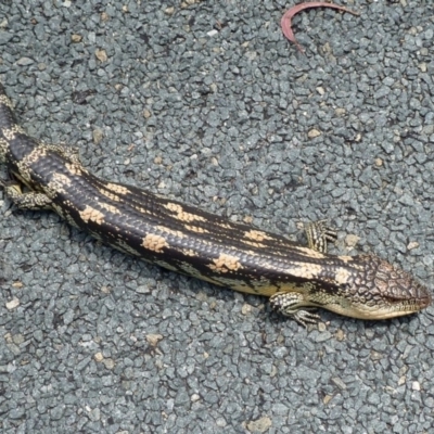 Tiliqua nigrolutea (Blotched Blue-tongue) at Paddys River, ACT - 30 Oct 2011 by galah681