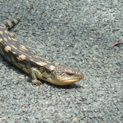 Tiliqua nigrolutea at Paddys River, ACT - 30 Oct 2011