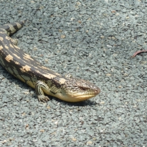 Tiliqua nigrolutea at Paddys River, ACT - 30 Oct 2011