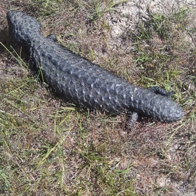 Tiliqua rugosa (Shingleback Lizard) at Gungahlin, ACT - 31 Oct 2014 by galah681