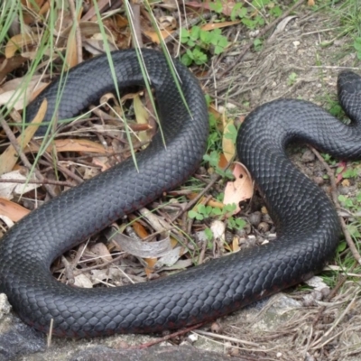 Pseudechis porphyriacus (Red-bellied Black Snake) at Paddys River, ACT - 5 Oct 2013 by galah681