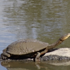 Chelodina longicollis (Eastern Long-necked Turtle) at Paddys River, ACT - 17 Aug 2013 by galah681