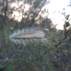 Dichanthium sericeum (Queensland Blue-grass) at Tennent, ACT - 18 Feb 2015 by MichaelBedingfield