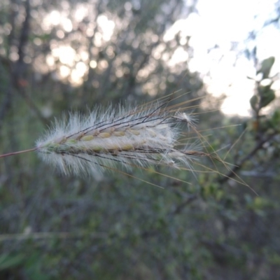Dichanthium sericeum (Queensland Blue-grass) at Gigerline Nature Reserve - 18 Feb 2015 by michaelb