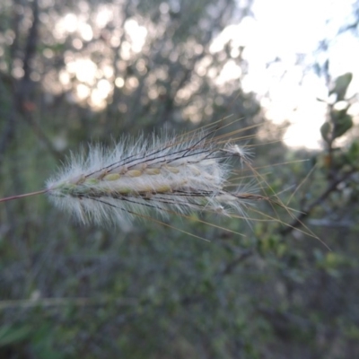 Dichanthium sericeum (Queensland Blue-grass) at Tennent, ACT - 18 Feb 2015 by MichaelBedingfield