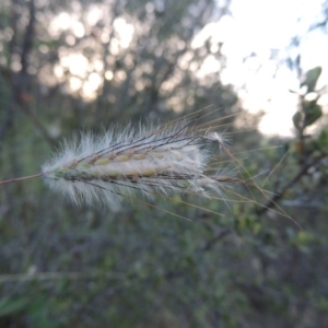 Dichanthium sericeum at Tennent, ACT - 18 Feb 2015