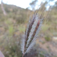 Dichanthium sericeum (Queensland Blue-grass) at Gigerline Nature Reserve - 18 Feb 2015 by michaelb