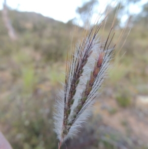 Dichanthium sericeum at Tennent, ACT - 18 Feb 2015