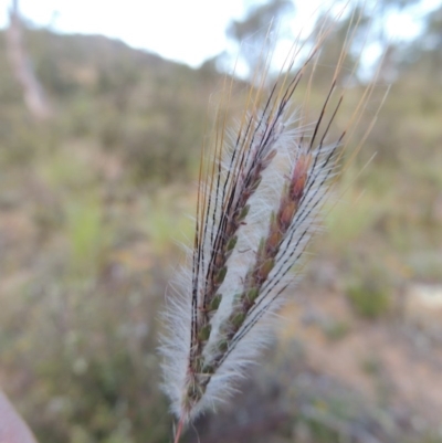 Dichanthium sericeum (Queensland Blue-grass) at Gigerline Nature Reserve - 18 Feb 2015 by michaelb