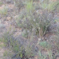 Dichanthium sericeum at Tennent, ACT - 18 Feb 2015