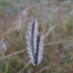 Dichanthium sericeum (Queensland Blue-grass) at Point Hut to Tharwa - 19 May 2000 by michaelb