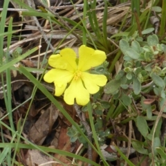 Hibbertia obtusifolia (Grey Guinea-flower) at Isaacs Ridge and Nearby - 23 Feb 2015 by Mike
