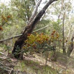 Bursaria spinosa (Native Blackthorn, Sweet Bursaria) at Isaacs Ridge and Nearby - 23 Feb 2015 by Mike