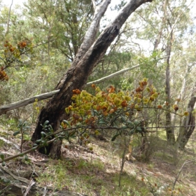 Bursaria spinosa (Native Blackthorn, Sweet Bursaria) at Isaacs Ridge - 23 Feb 2015 by Mike