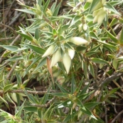 Melichrus urceolatus (Urn Heath) at Isaacs Ridge and Nearby - 23 Feb 2015 by Mike