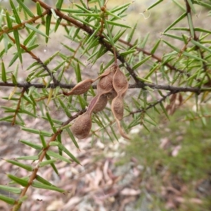 Acacia ulicifolia at Garran, ACT - 3 Jan 2014