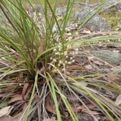 Lomandra multiflora (Many-flowered Matrush) at Garran, ACT - 2 Jan 2014 by Mike