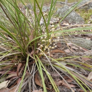 Lomandra multiflora at Garran, ACT - 3 Jan 2014