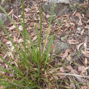 Lomandra longifolia at Symonston, ACT - 3 Jan 2014