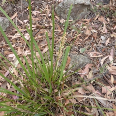 Lomandra longifolia (Spiny-headed Mat-rush, Honey Reed) at Mount Mugga Mugga - 2 Jan 2014 by Mike