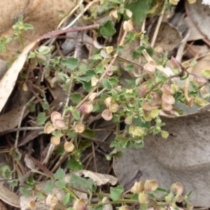 Scutellaria humilis at Symonston, ACT - 3 Jan 2014 10:54 AM