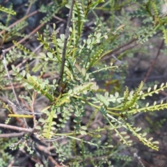 Indigofera adesmiifolia (Tick Indigo) at Isaacs, ACT - 26 Nov 2013 by Mike