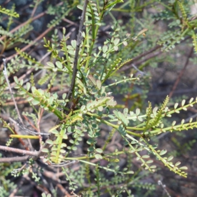 Indigofera adesmiifolia (Tick Indigo) at Isaacs Ridge - 26 Nov 2013 by Mike