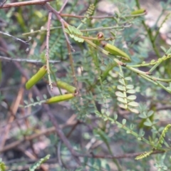 Indigofera adesmiifolia at Isaacs, ACT - 27 Nov 2013 10:54 AM