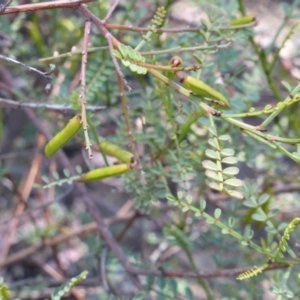 Indigofera adesmiifolia at Isaacs, ACT - 27 Nov 2013