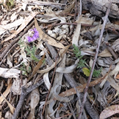 Swainsona sericea (Silky Swainson-Pea) at Mount Mugga Mugga - 15 Nov 2013 by Mike