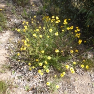 Xerochrysum viscosum at Garran, ACT - 15 Nov 2013 02:29 PM